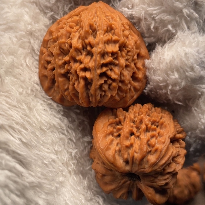 拙***核桃39尺秦岭野生流星雨