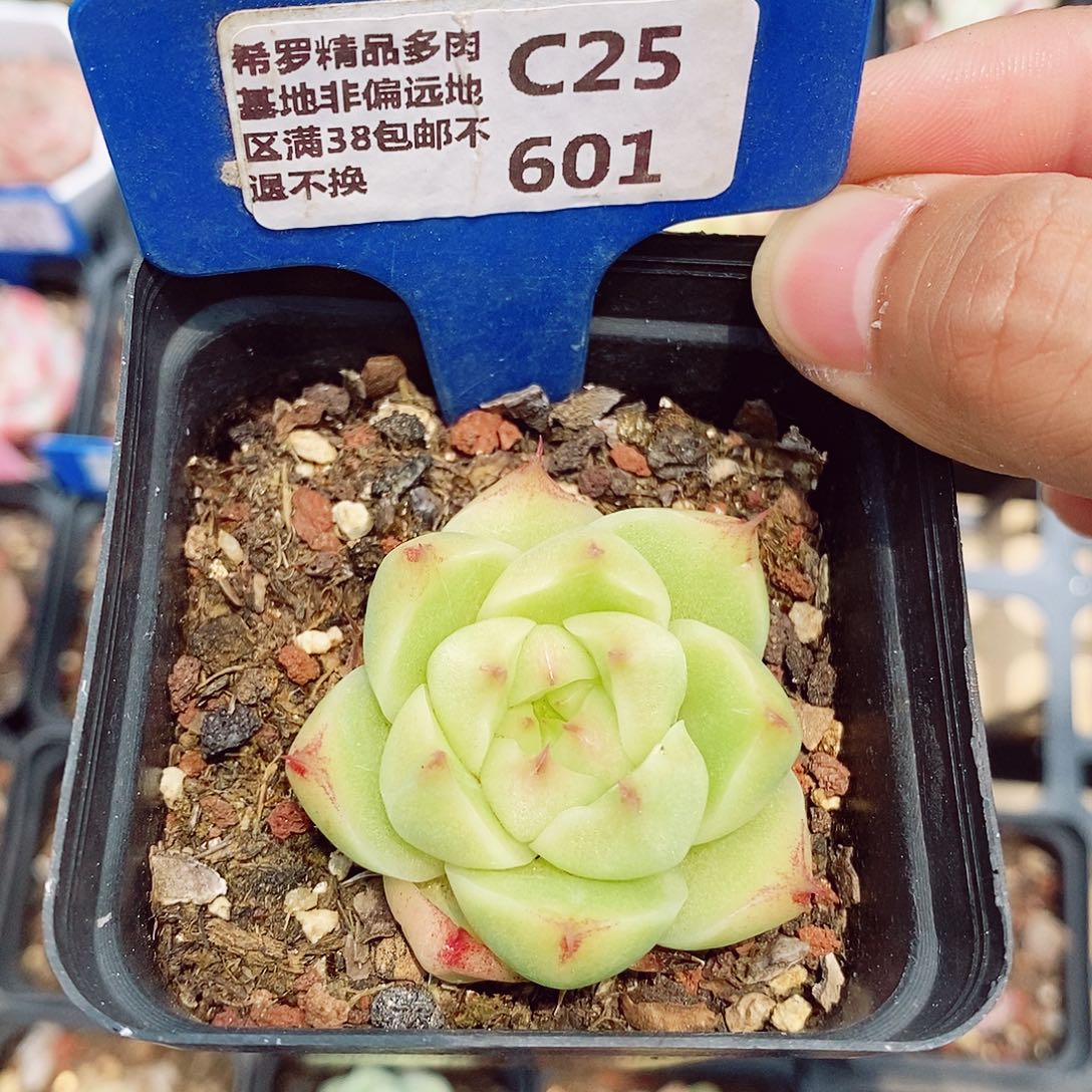 福利5cm多肉植物