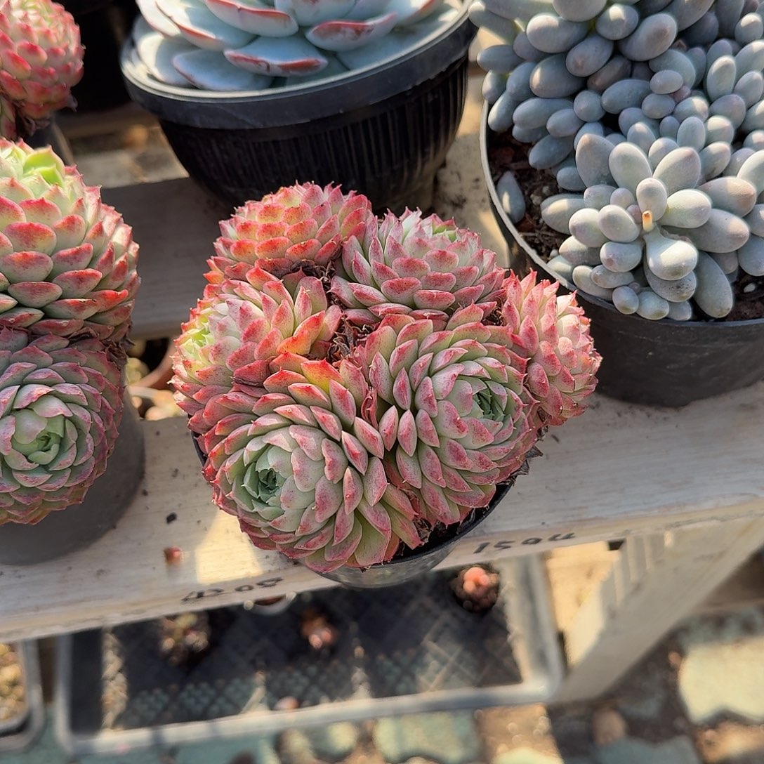 朱砂痣多肉植物精品