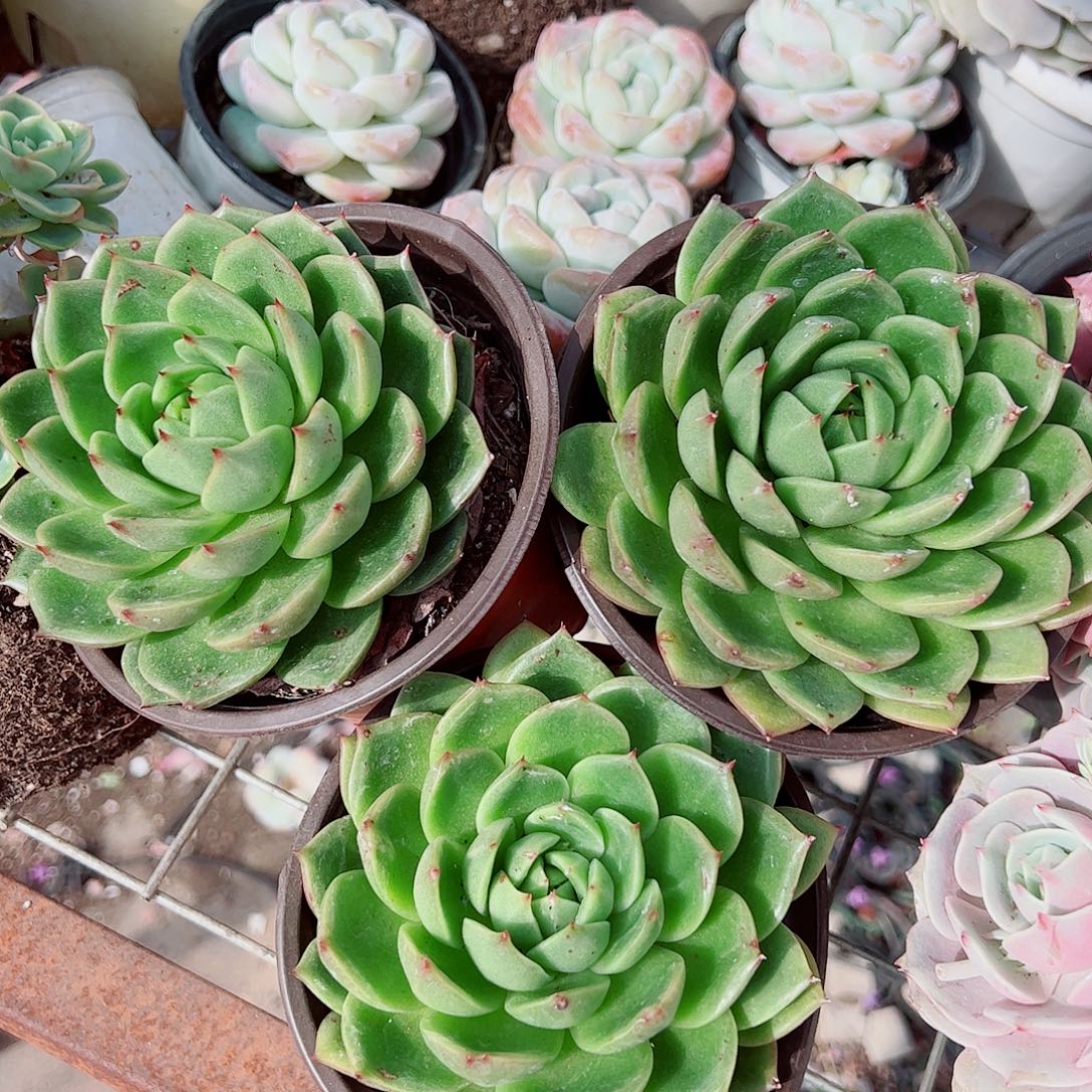 绿水鬼大单头精品特价三盆