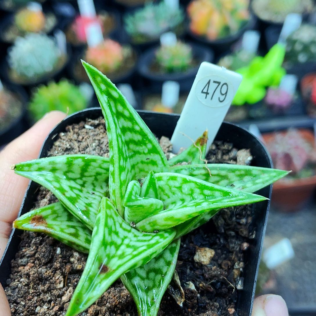 非偏远地区满25包邮仙人球