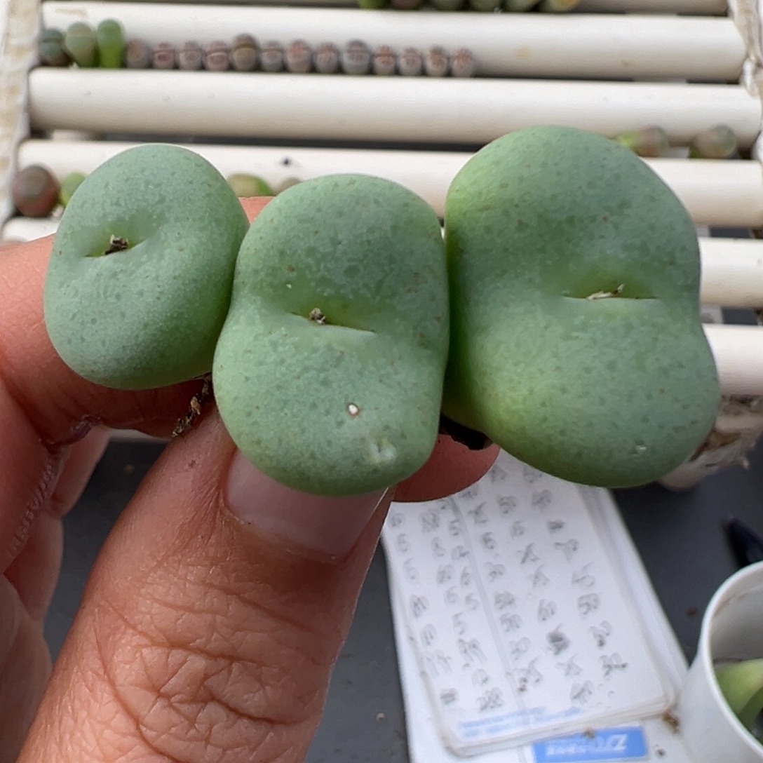 12.22好看的多肉脱土发货491