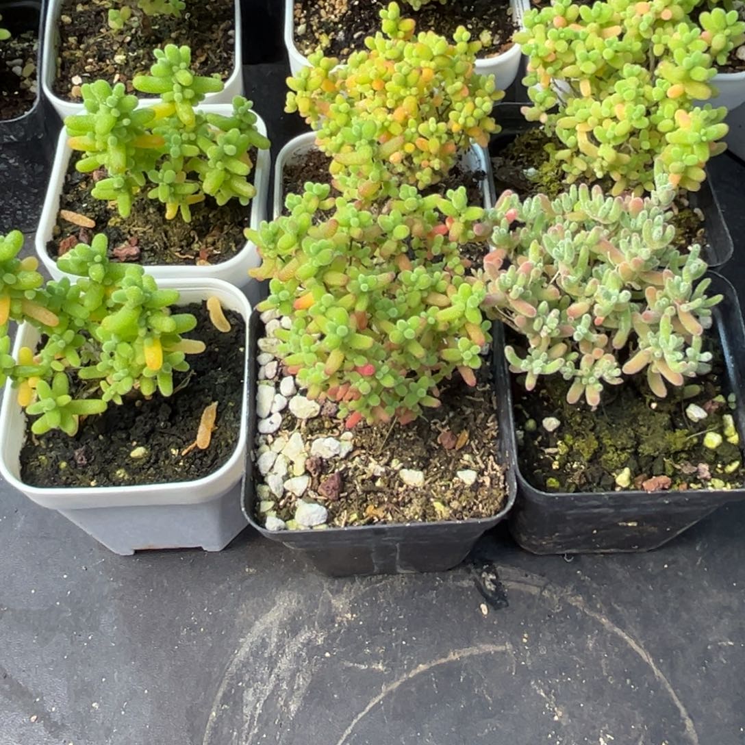 组合蜜桔金桔6株。      