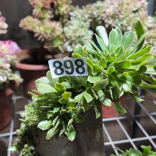 琳***儿多肉植物一种妖898