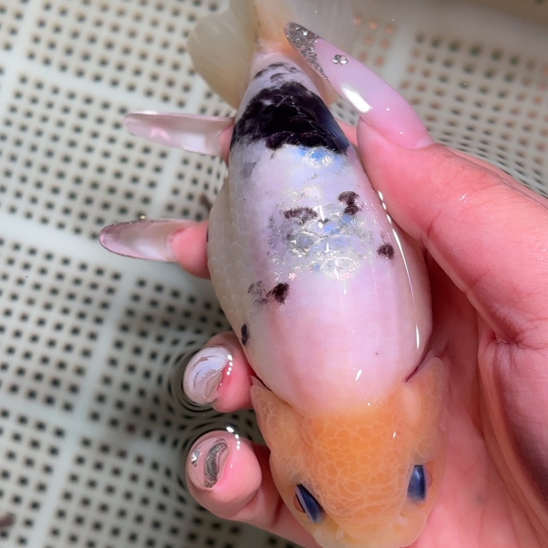 沐***）金鱼拍包装箱包邮，不拍包装箱运费到付