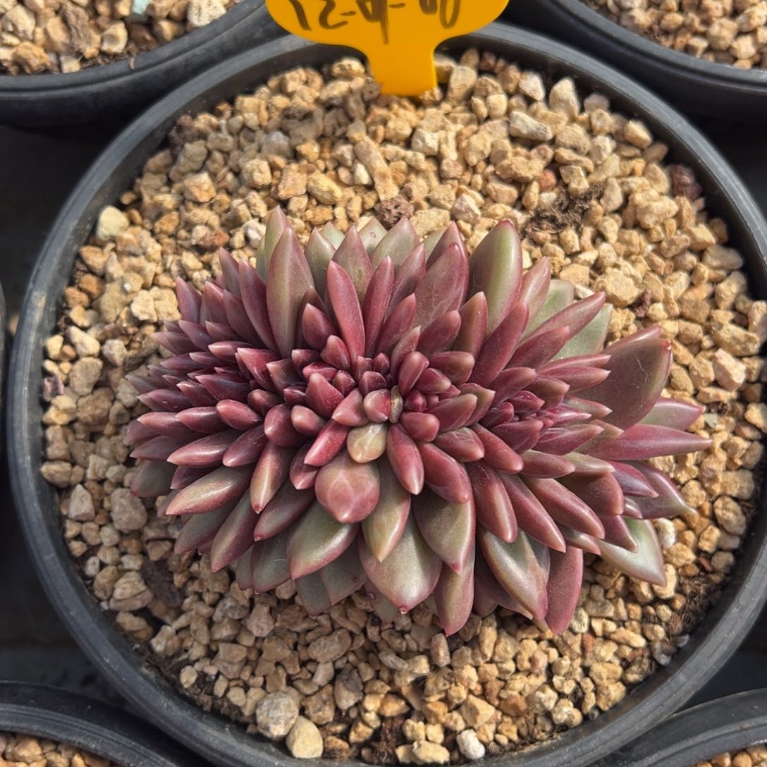 23-07-06迷雾泡泡缀多肉植物