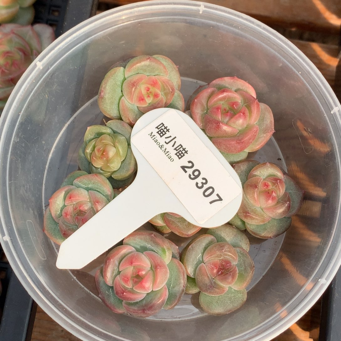 随***尘多肉植物杂交珍妮