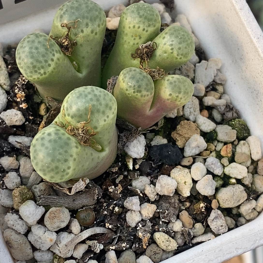 12055-泡泡风铃。      