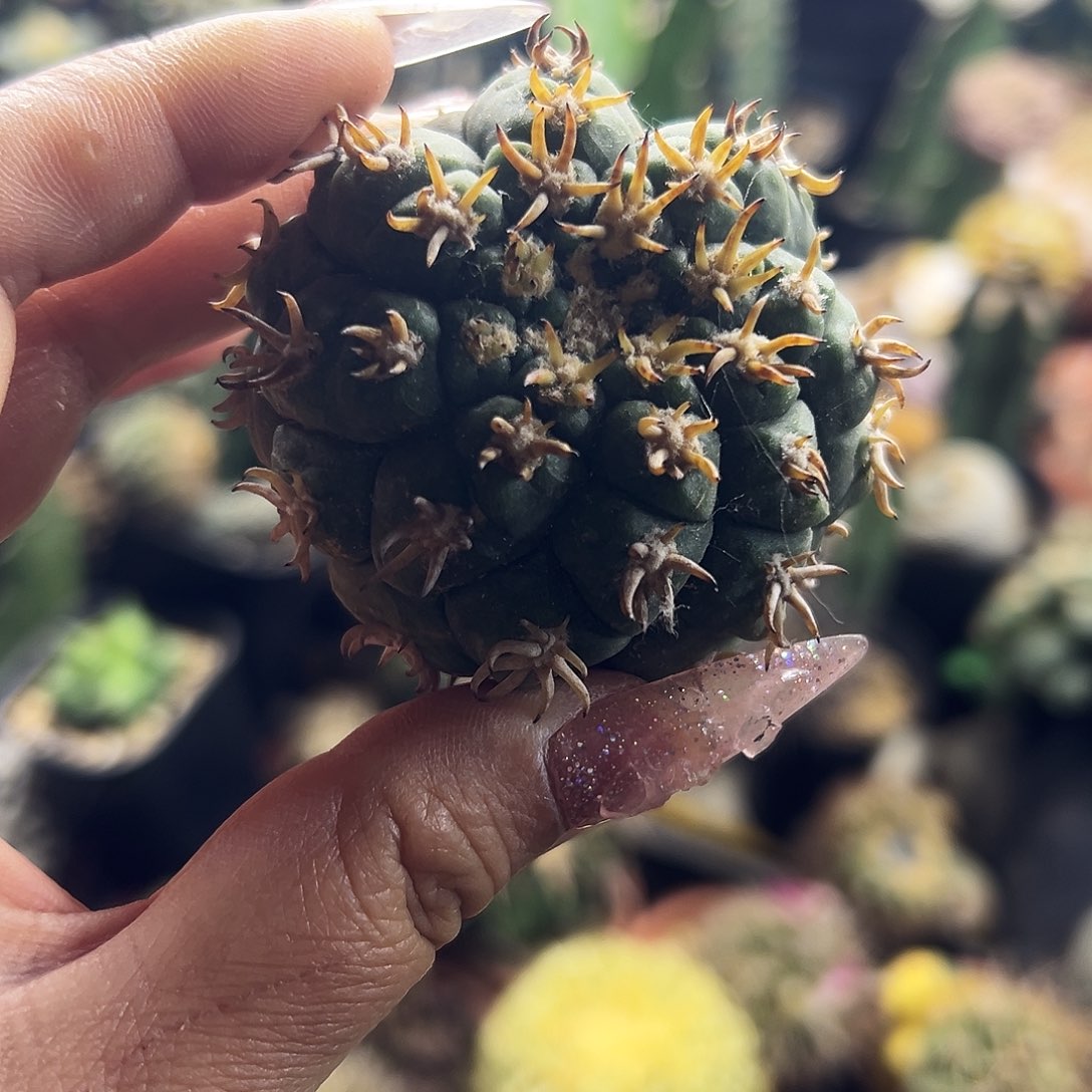 天平猫爪仙人球11111111111