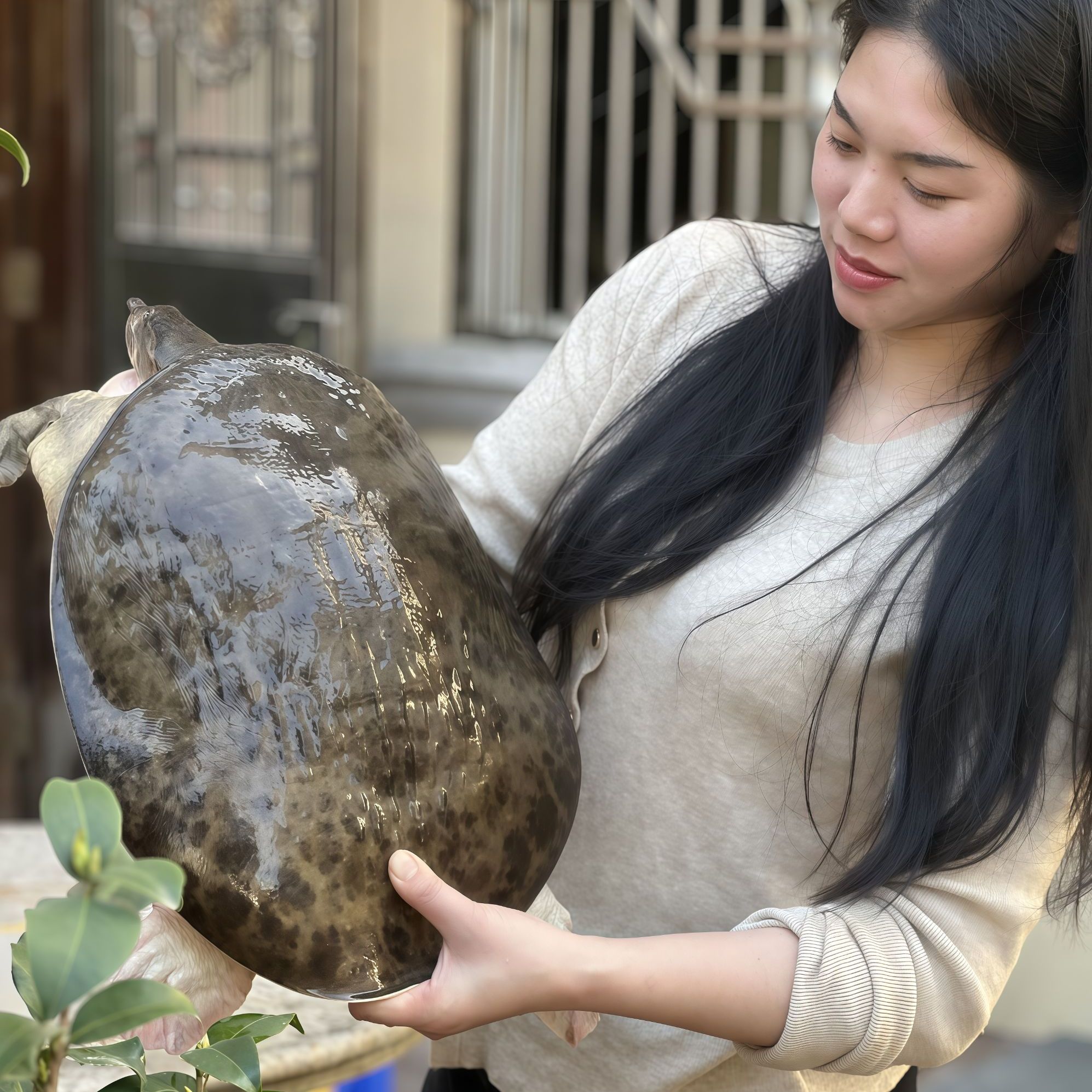 (顺丰包邮)9斤特大水库甲鱼鲜活甲鱼火锅煲汤红烧老鳖珍珠鱼