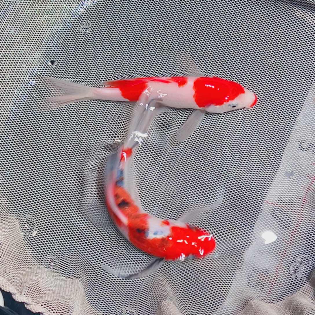 锦鲤锦鲤观赏鱼111