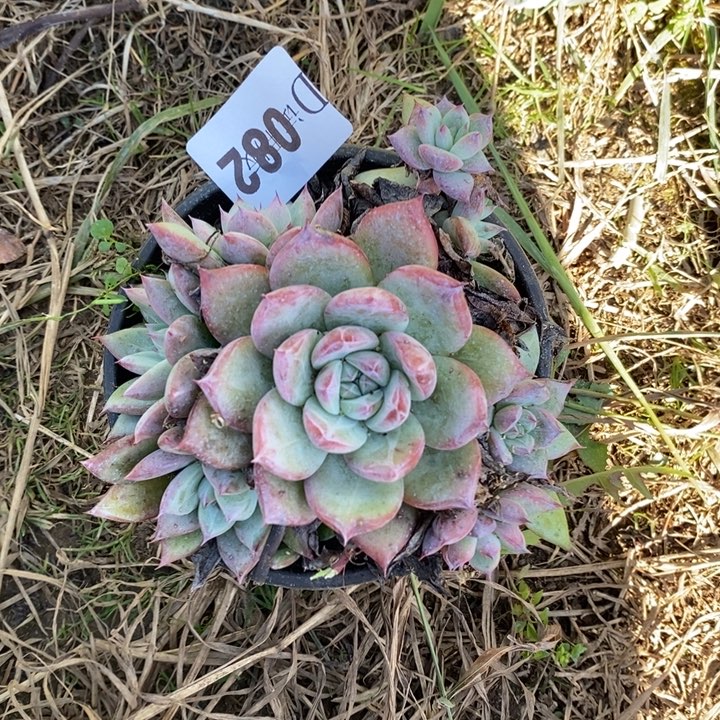 关***关082祖母绿多肉植物多肉