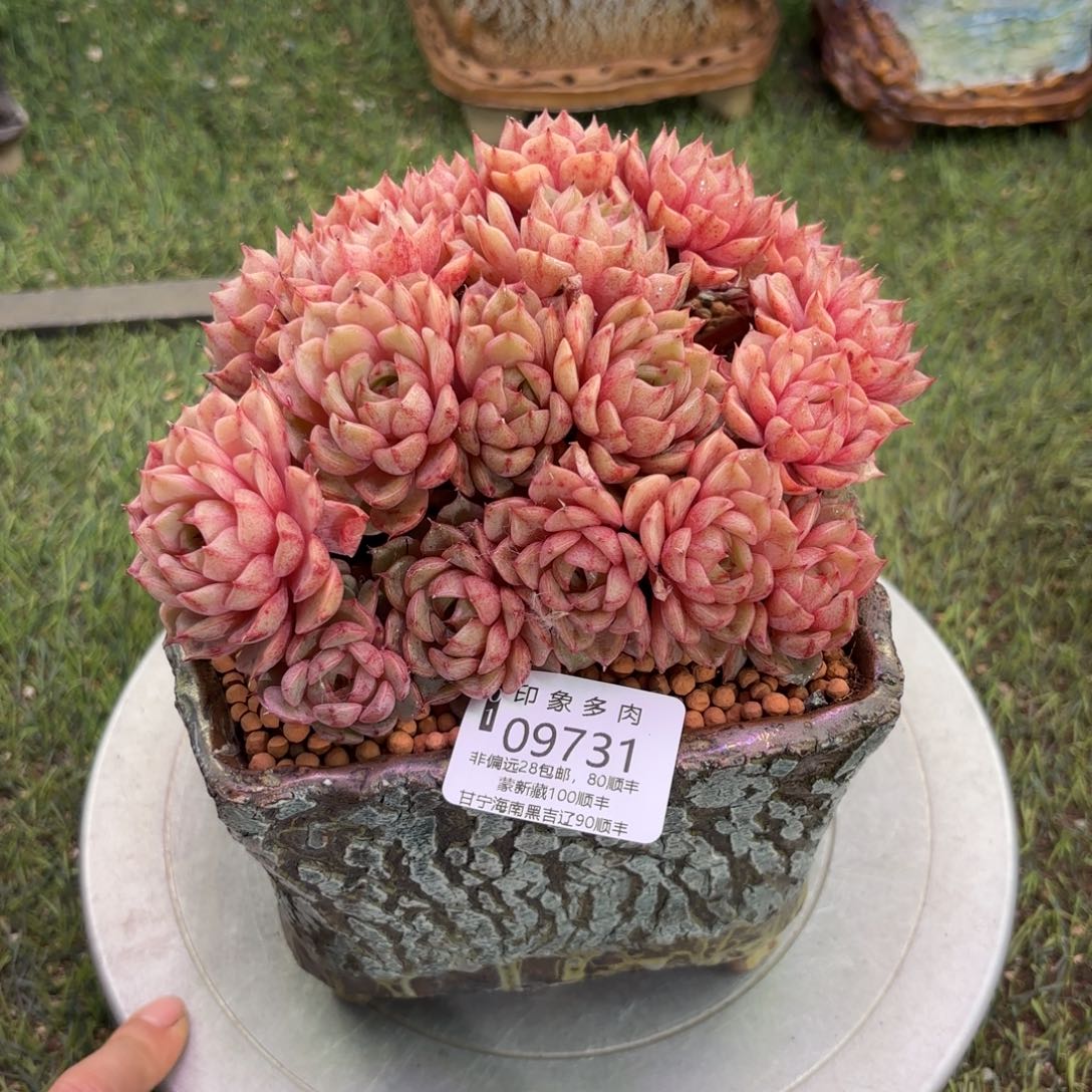 多肉植物9731fhgf