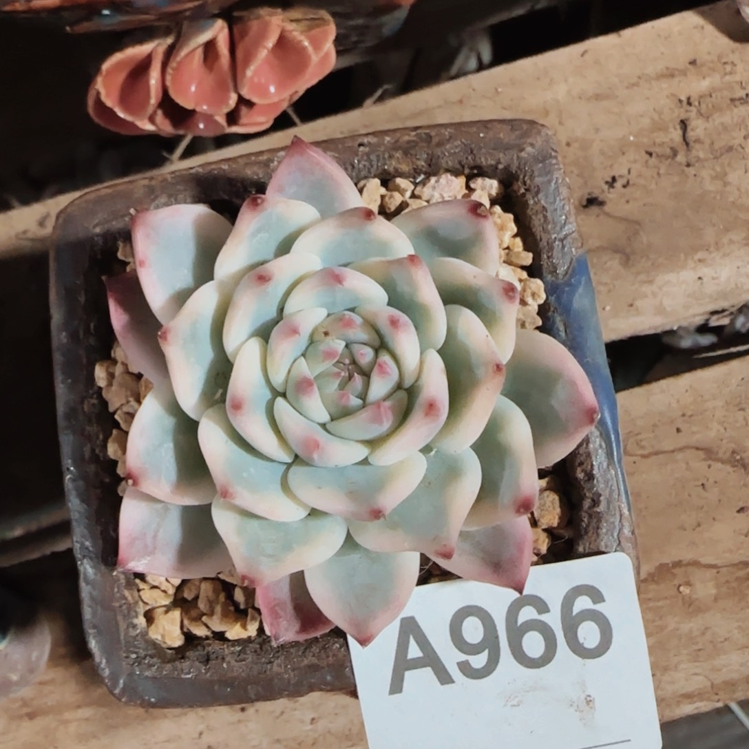 吉娃娃锦A966号ll