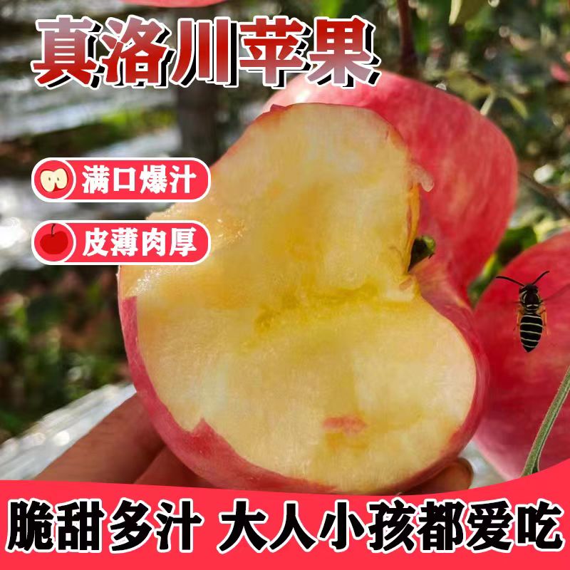 陕西洛川红富士苹果新鲜当季时令脆甜红富士水果