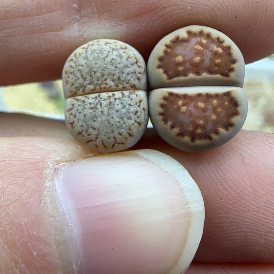 113饼干清框福利30包邮