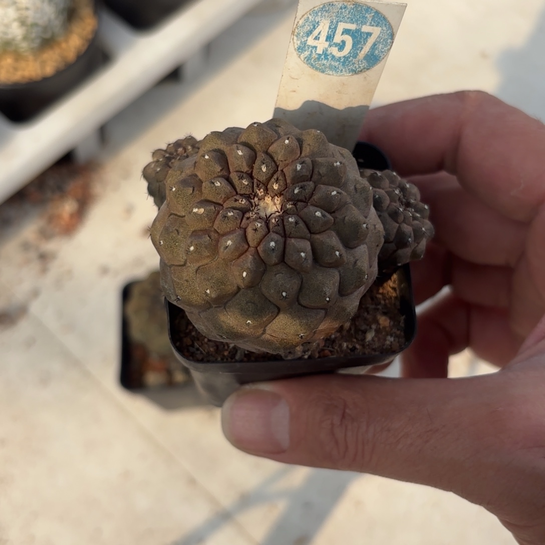 远***近357实生蜥蜴皮带盆带土