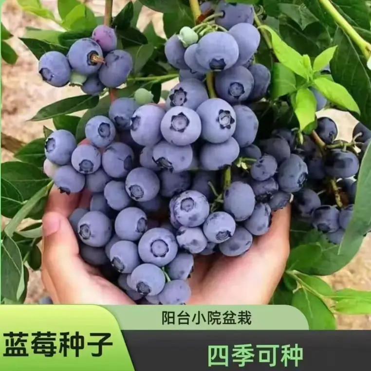 蓝莓种子家庭阳台小院四季均可种植肥料单质磷肥商品图