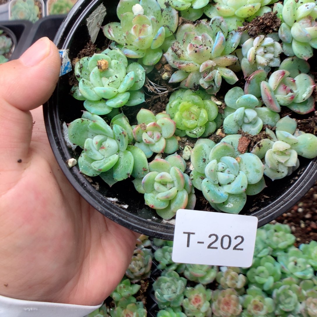 无花朵T202英语英语