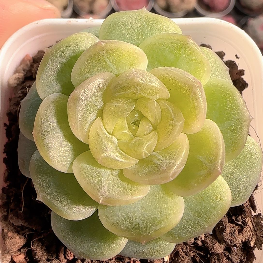 多肉1209-157无尽灯