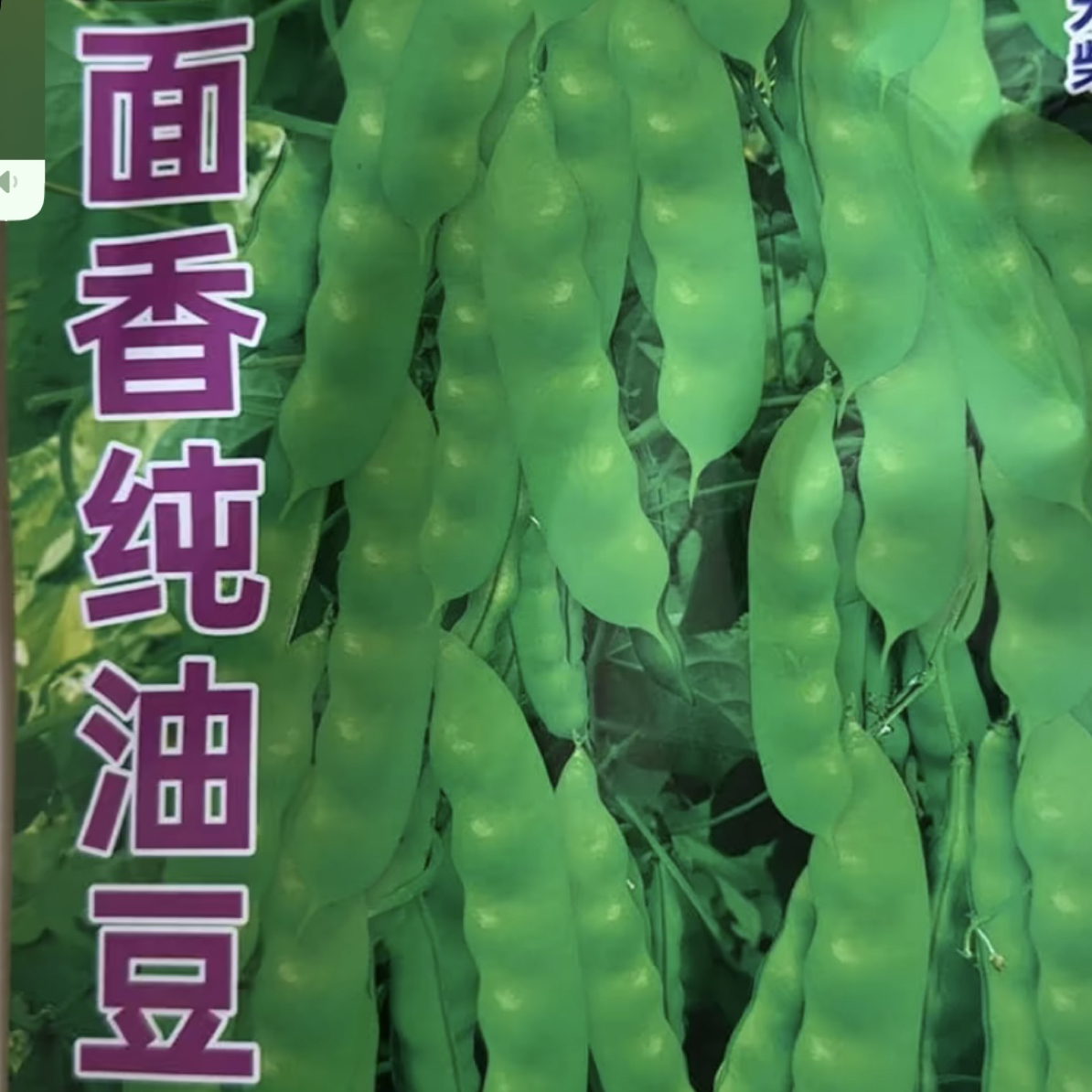 面香纯油豆角籽，