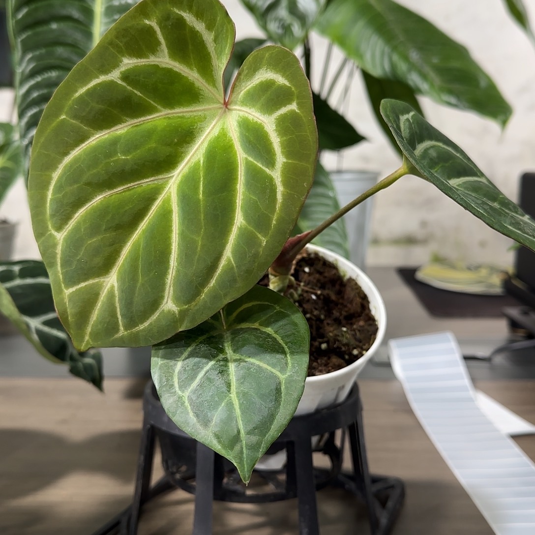 无花朵Kos杂花烛kos