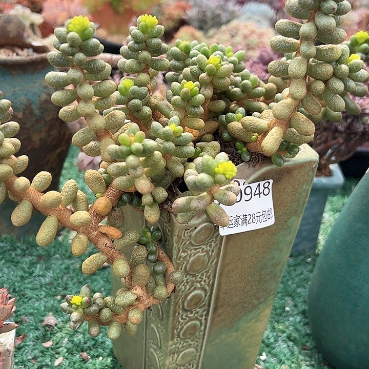 幸运的是我的朋友是