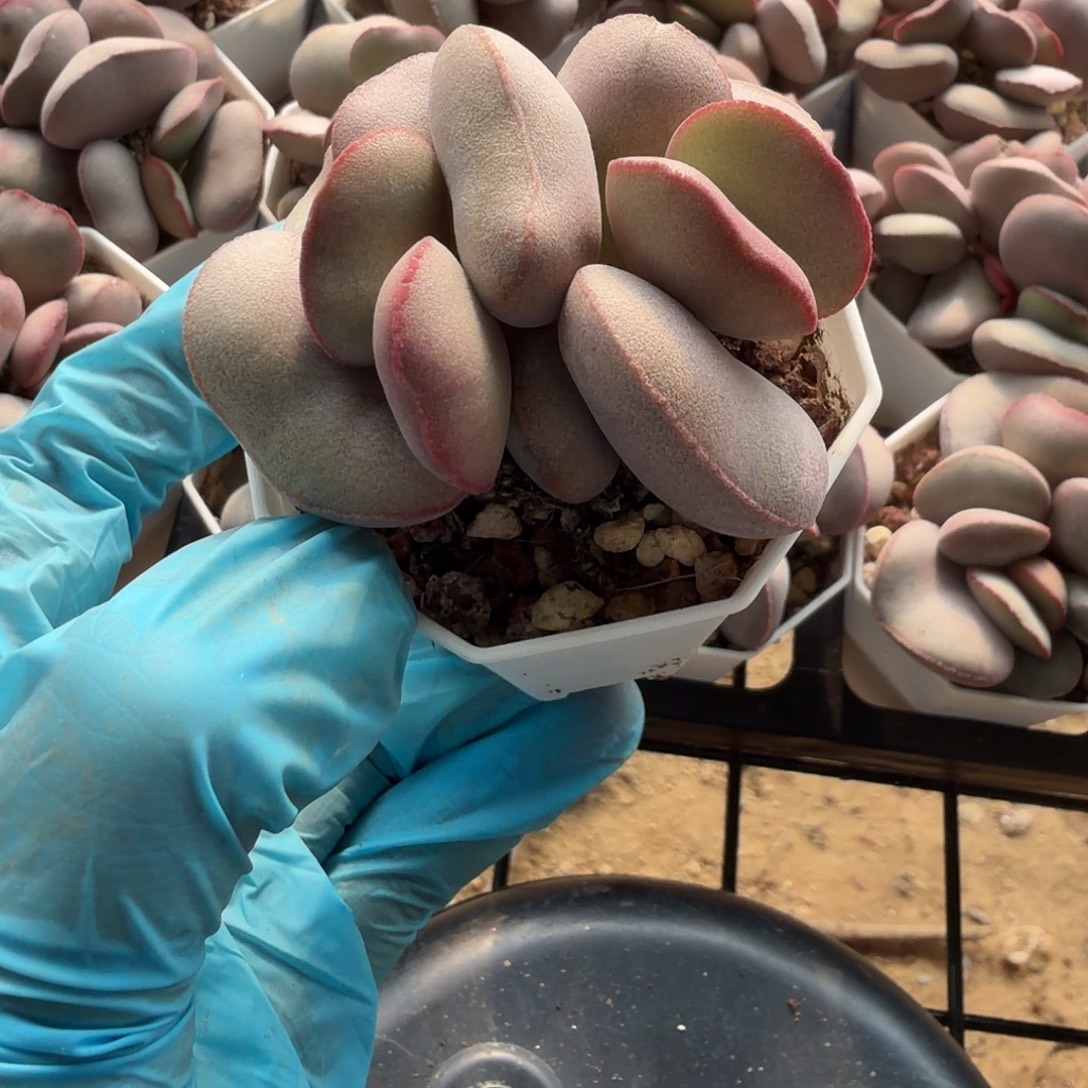 白肌红蛋一物一拍