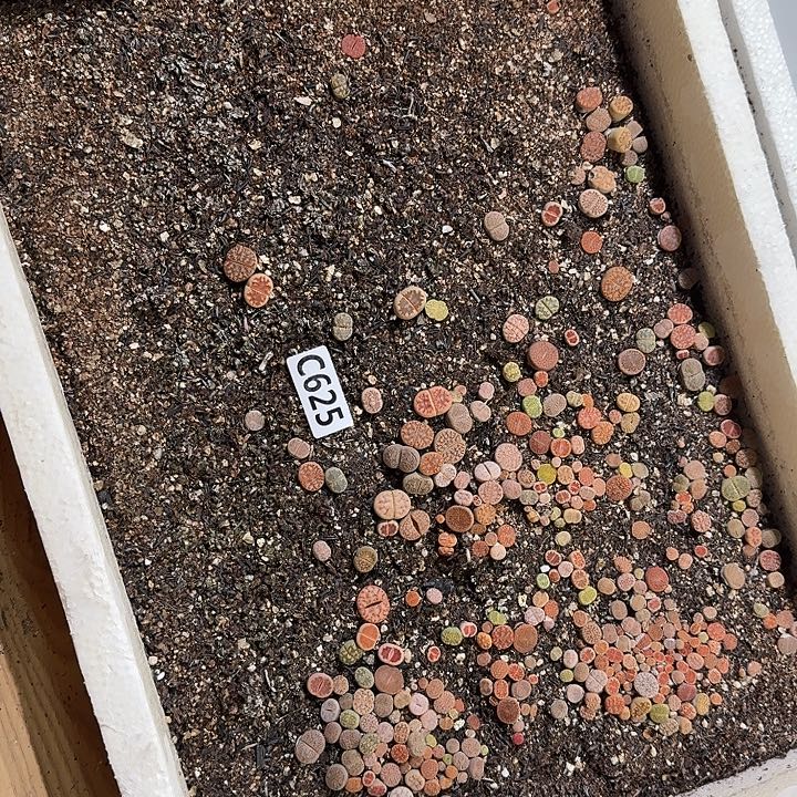 生625石花整框脱土发货不售后