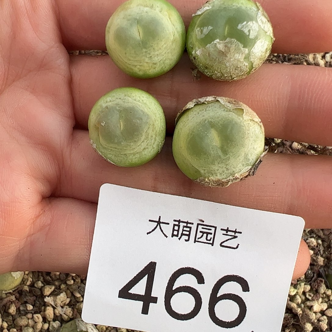 悠***咪一物一拍4颗大拉登微瑕福利466