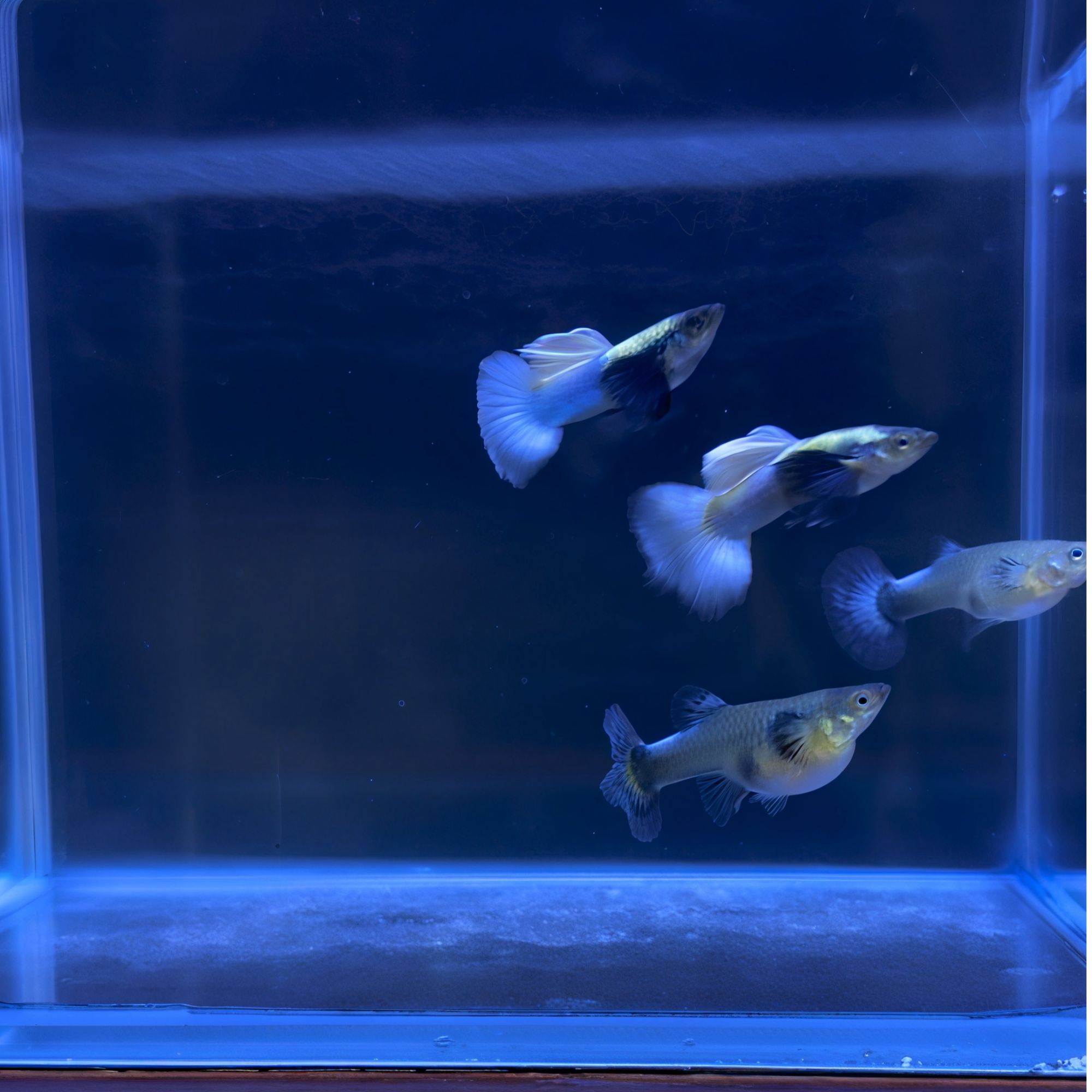 原线白金象耳小白尾