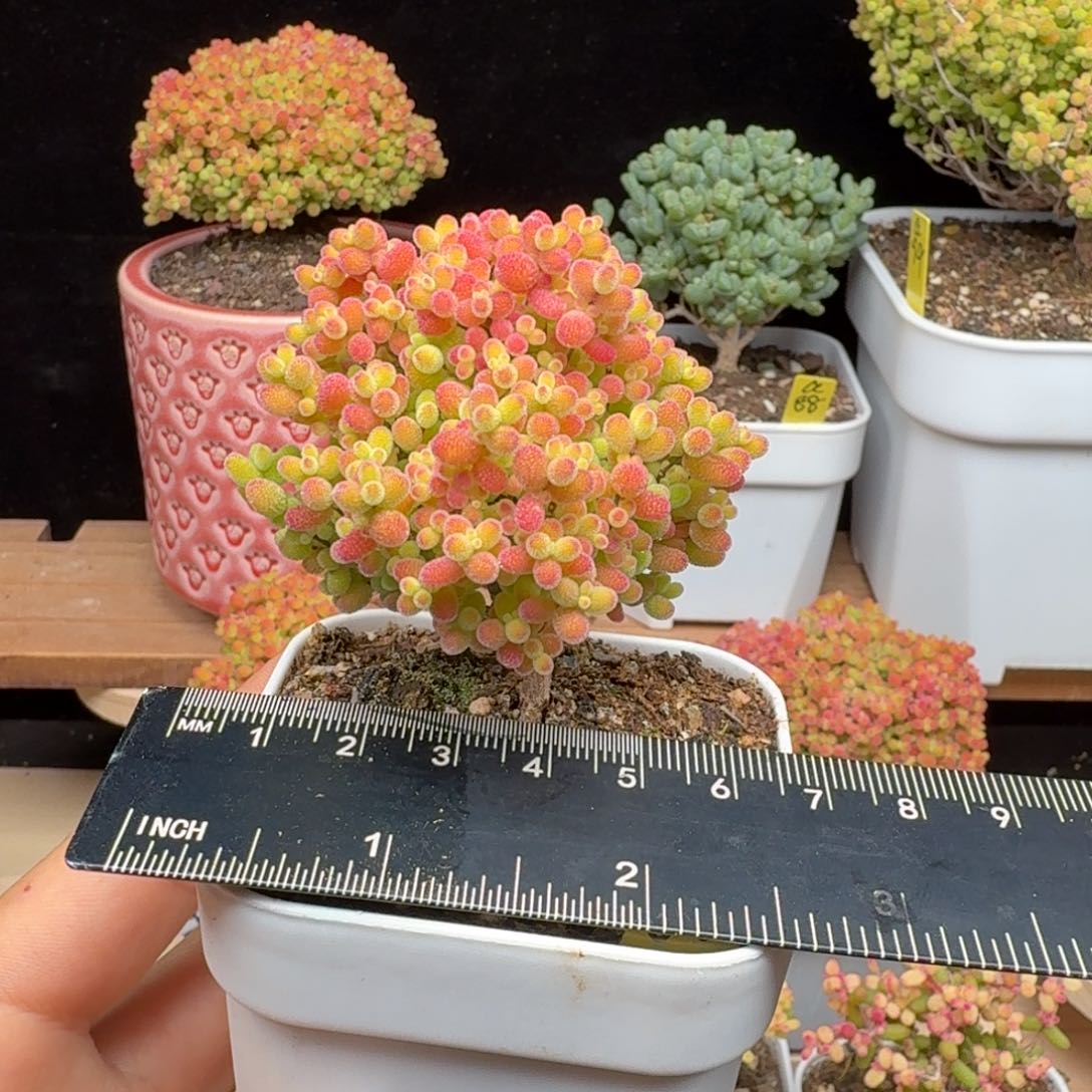 a80号蜜橘冠服5.5厘米左右