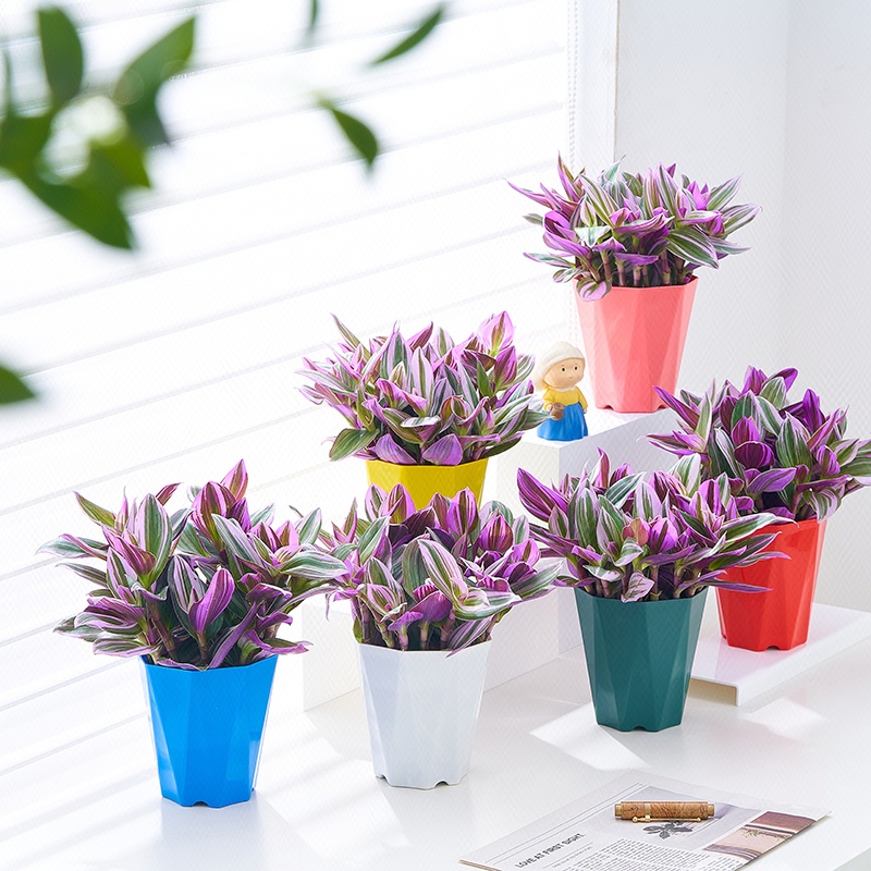 油画婚礼吊兰含盆多肉锦花室内阳台绿植桌面耐阴水养土培