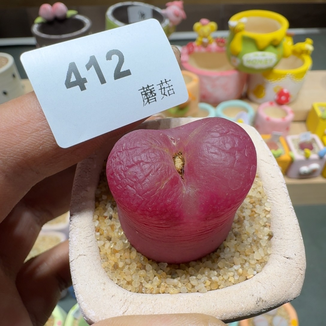 红陶桥****?蘑菇412