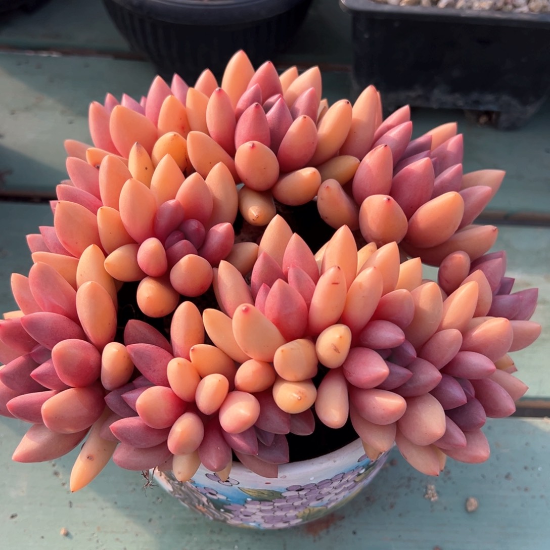 桃花源老桩多肉植物