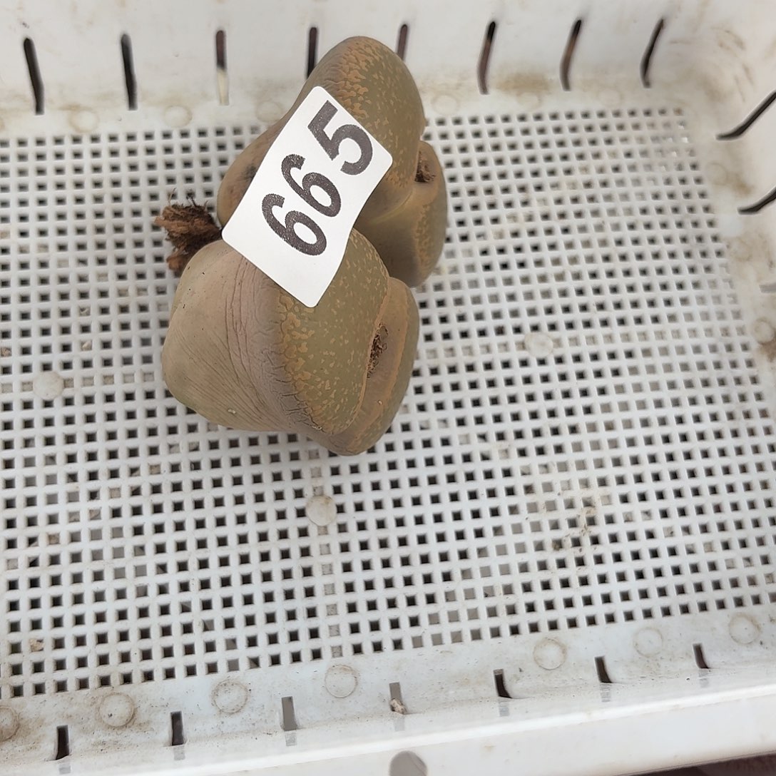 生石花一物一拍665