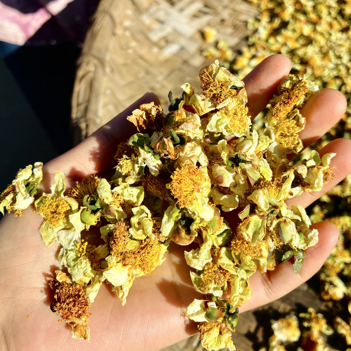 云南古树普洱茶《茶树花》