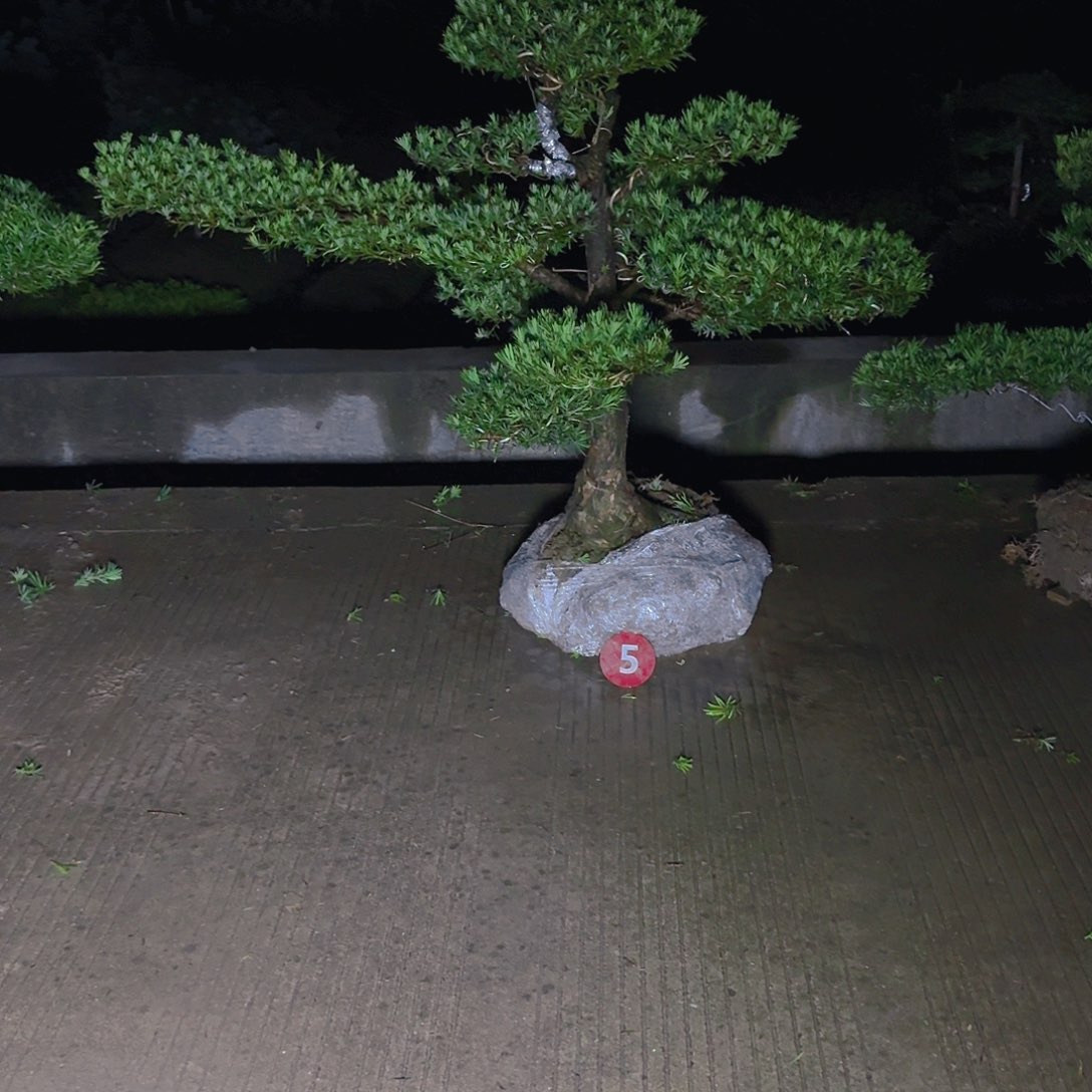 梦***。当前无花朵，栽培后可花朵