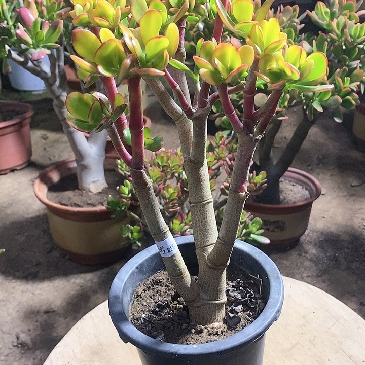 桂**水15黄金花月一物一拍