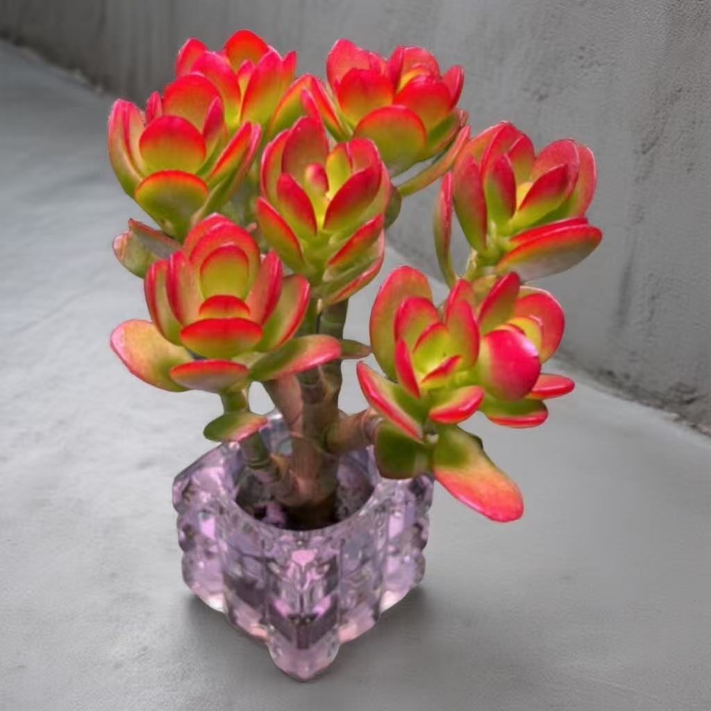 摇钱树无土多肉（带水晶盆）新手好看好养