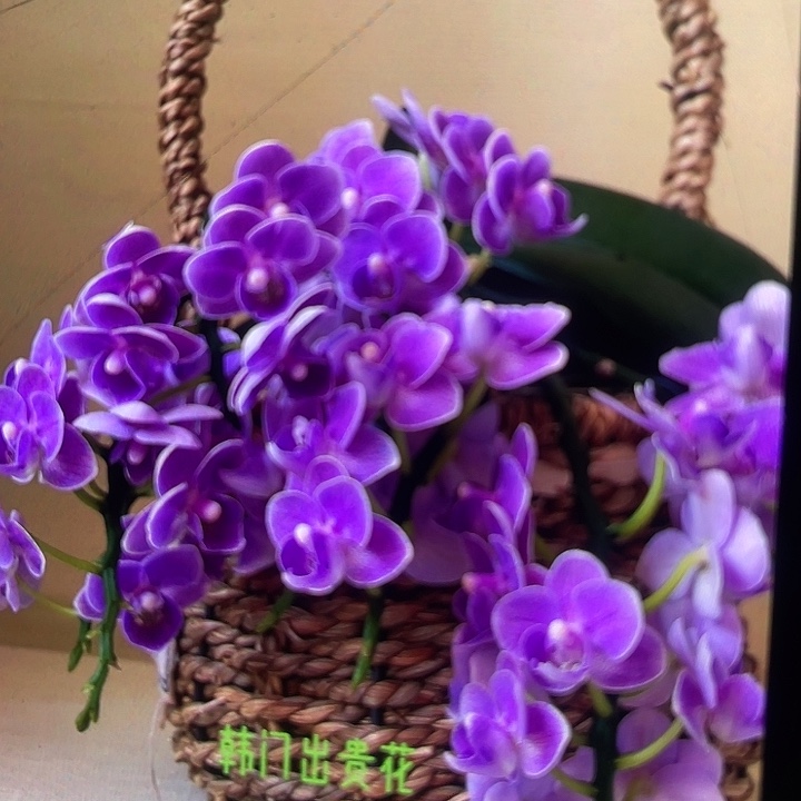 当前无花栽培后可以开花欧洲小蓝