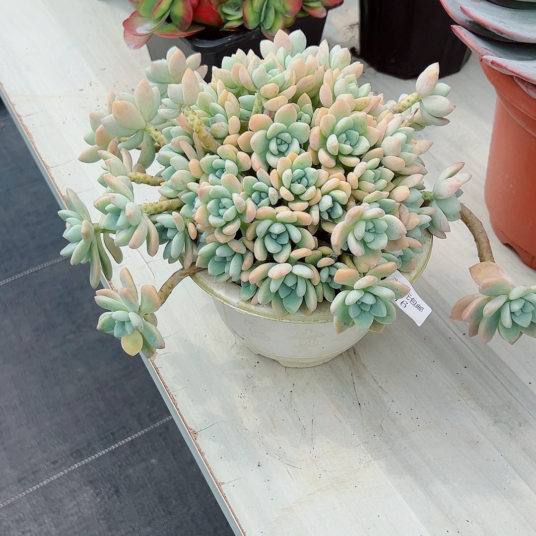 天***の076露凝香多肉植物多肉