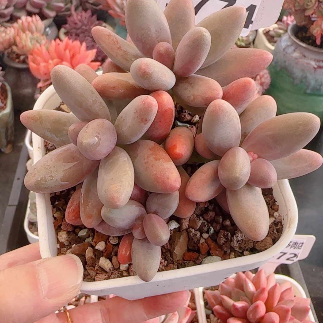 多肉植物5774…………..