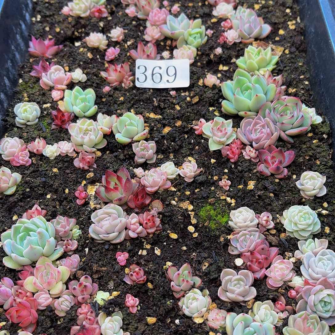 多肉植物多肉植物369