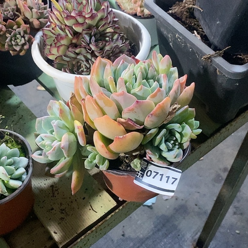 【闪购商品】香橙07117