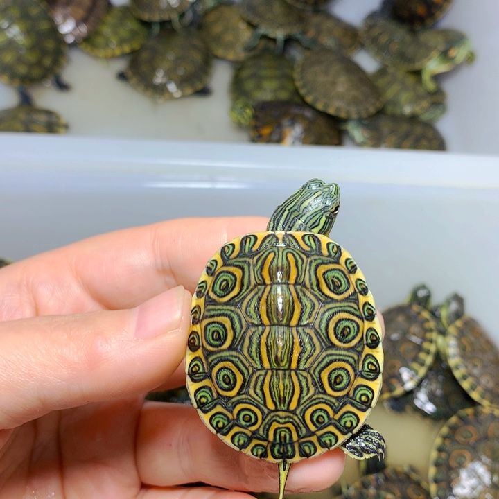 巴西彩龟不分公母4加大河