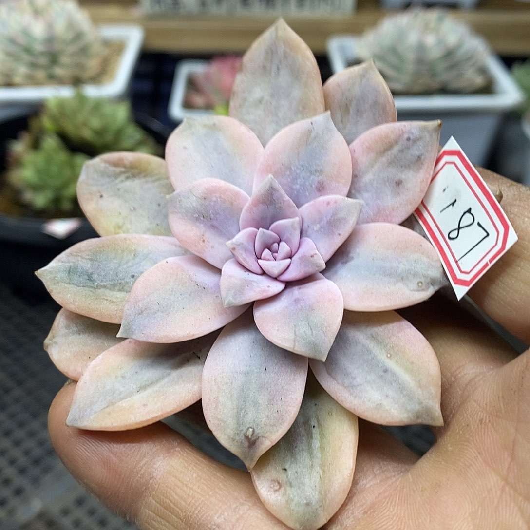 03187 华丽风车覆轮锦头盖