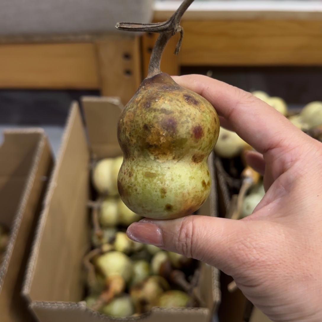 葫芦来咯乐乐乐乐咯OK乐乐咯