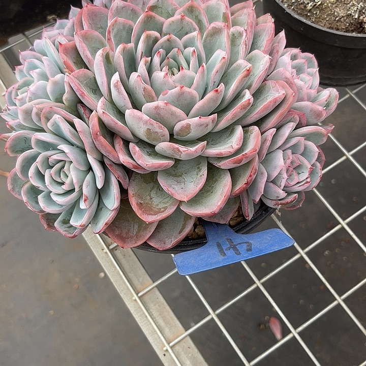 冰***淋两单包邮，一物一拍，