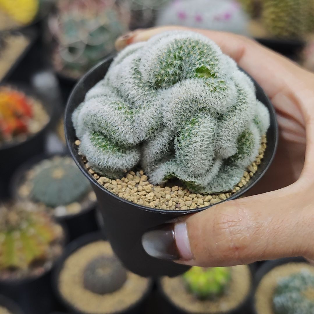 *****仙人球专拍链接111